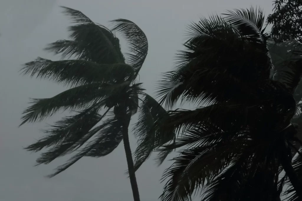 Palm trees blowing in the wind during a storm in Florida.